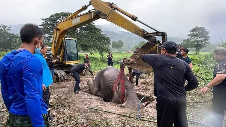 ช่วยช้างป่าแม่-ลูกตกท่อในพื้นที่สนามกอล์ฟรอยัลฮิลล์ นครนายก