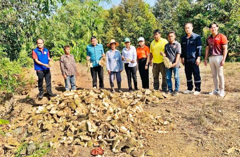 นอภ.เขาชะเมา ลงพื้นที่สำรวจสวนทุเรียนที่ถูกช้างป่าทำลายผลทุเรียนแก่สุกแล้ว ประมาณ 3000 กก.