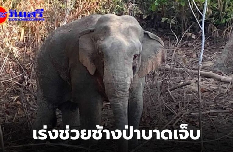ทีมสัตวแพทย์ สบอ.​2 ระดมสรรพกำลังช่วยช้างป่าคาดได้รับบาดเจ็บจากการต่อสู้ระหว่างตกมัน 