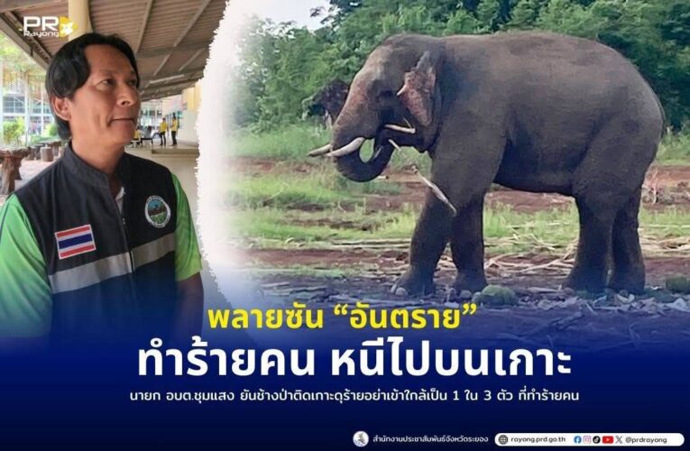 นายก อบต.ชุมแสง ยันช้างป่าติดเกาะดุร้าย อย่าเข้าใกล้เป็น 1 ใน 3 ตัว ที่ทำร้ายคนเสียชีวิตมาแล้ว 
